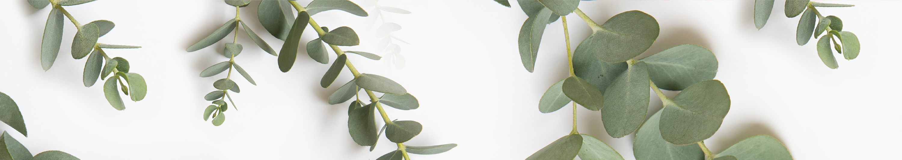 Eucalyptus Save the Dates 